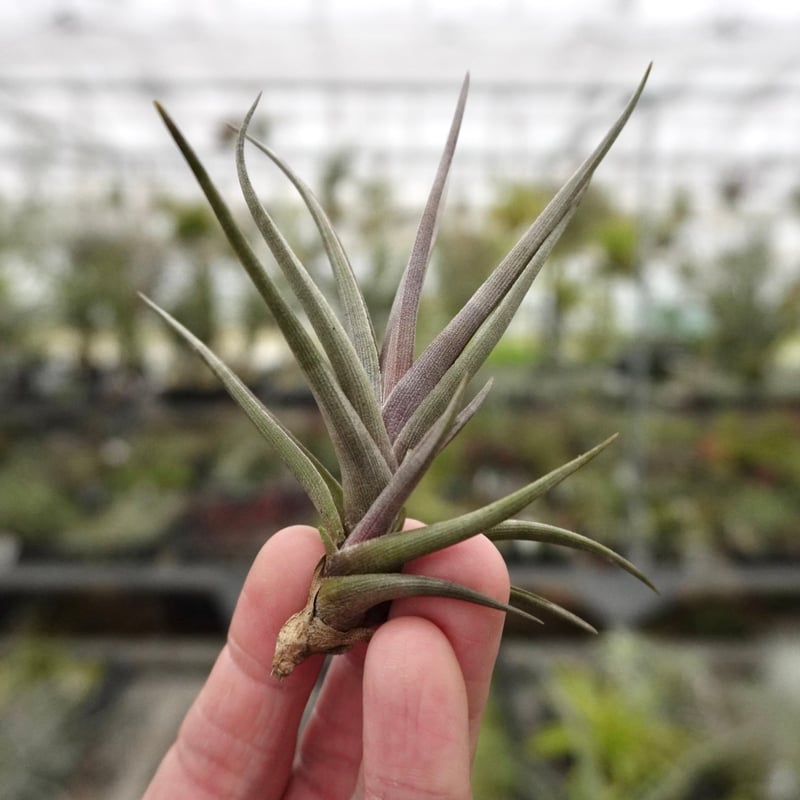 スタッフ特選】ゼチェリ | air-plants TENGU-DO