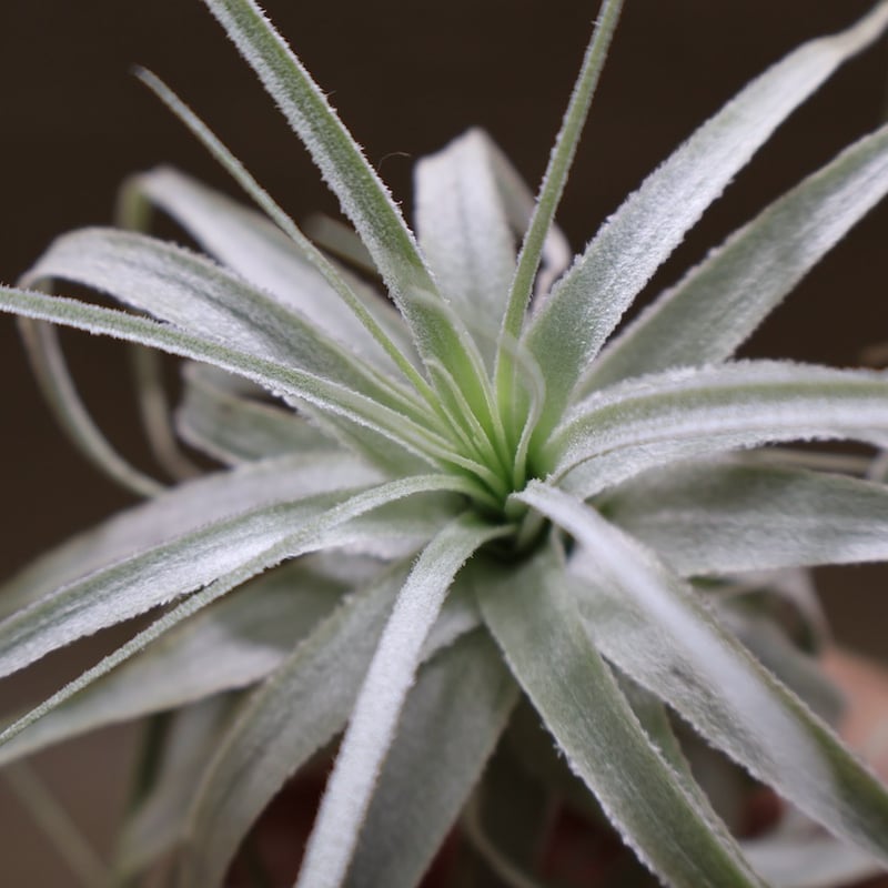 チャペウエンシス 07号 | air-plants TENGU-DO