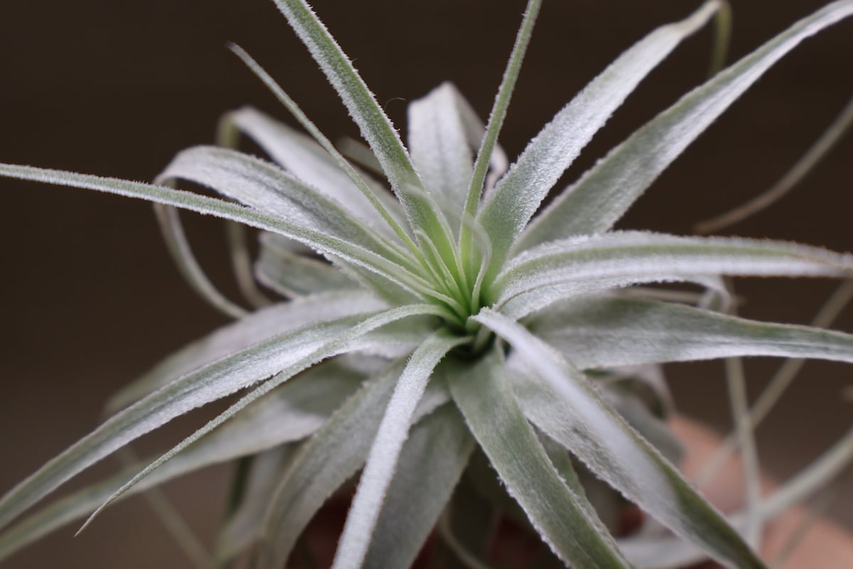 チャペウエンシス 07号 | air-plants TENGU-DO