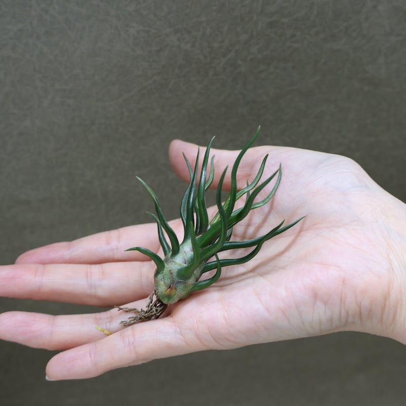 ブルボーサ タイニーダンサー | air-plants TENGU-DO