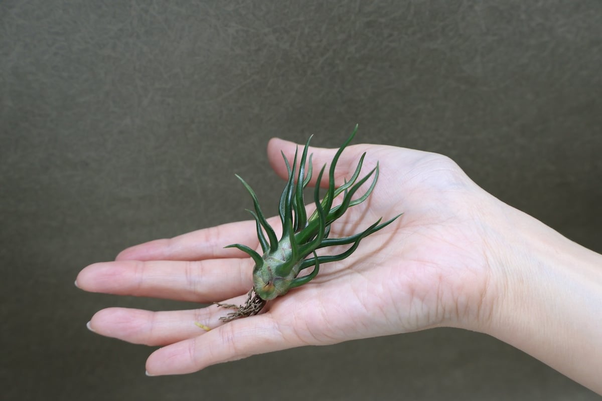 チランジア　ブルボーサ　タイニーダンサー 現品】チランジア・ブルボーサ・タイニーダンサー T. bulbosa Tiny