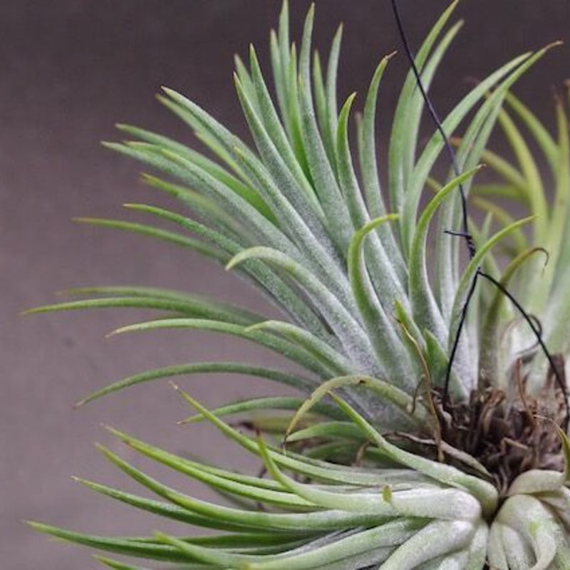 Tillandsia Ionantha スペシャルセット イオナンタクランプ 選抜 Tillandsia Ionantha スペシャルセット イオナンタクランプ 選抜