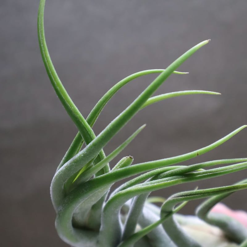 チランジア　セレリアナとかセット セレリアナ × ブルボーサ 08号 | air-plants TENGU-DO