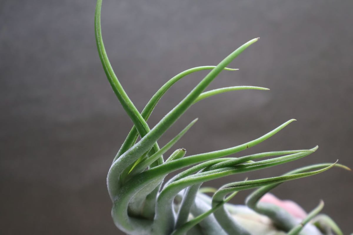 セレリアナ XL size 30号 | air-plants TENGU-DO