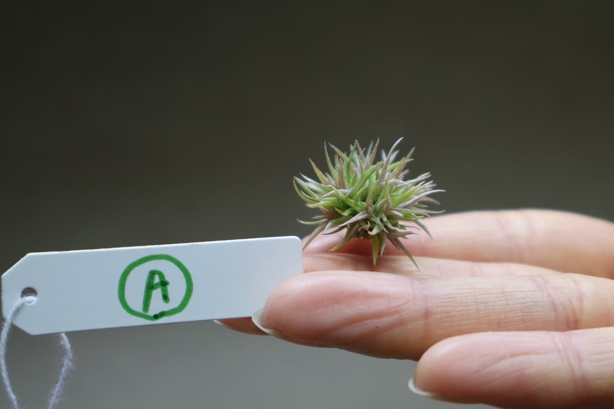 ◆ チランジア　アエラントス　テディベア　特大サイズ 84 アエラントス テディベア 45号 46号 | air-plants TENGU-DO