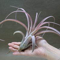スタッフ特選】ブラキカウロス・シュプリーム | air-plants TENGU-DO