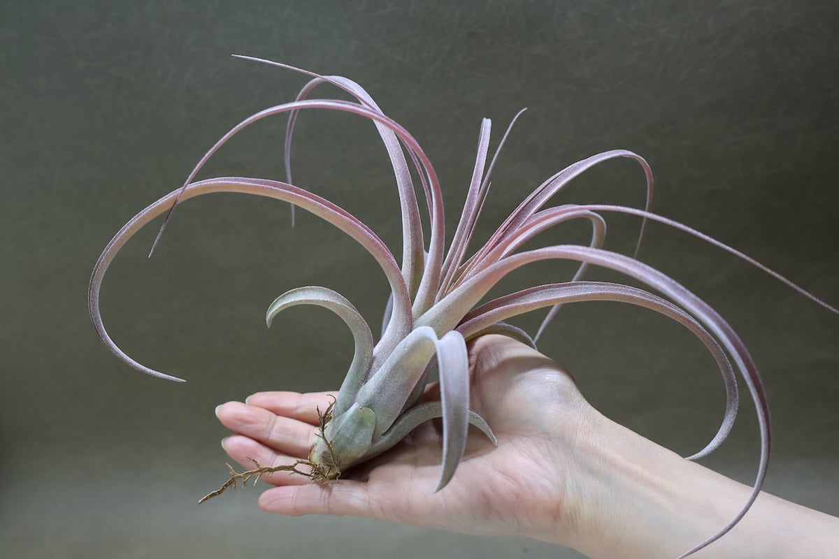 ストレプトフィラ×キセログラフィカ 12号 | air-plants TENGU-DO