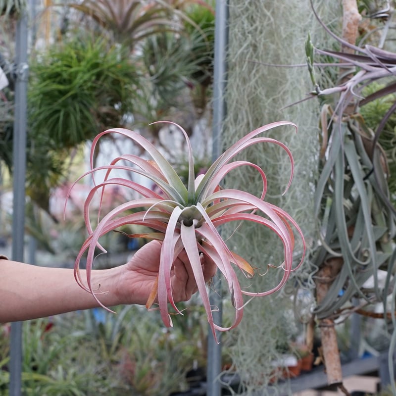 スタッフ特選】ココナッツ・グローブ XL | air-plants TENGU-DO