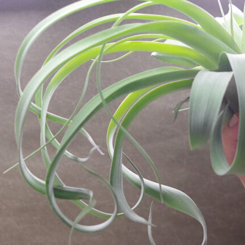 キセログラフィカ × ストレプトフィラ 01号 | air-plants TENGU-DO