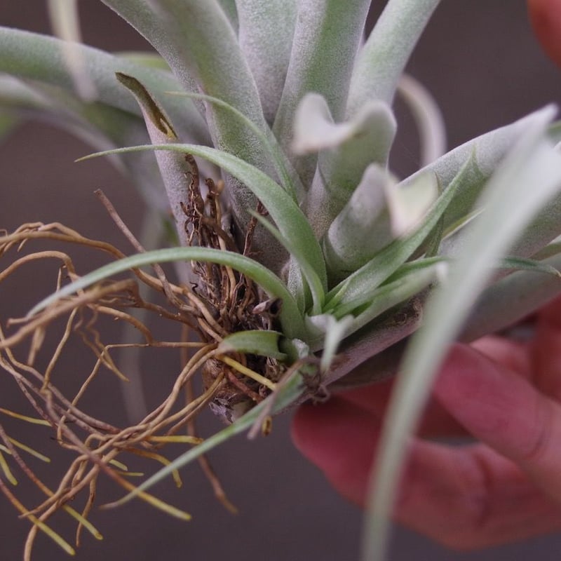 超希少❗️超特大❗️チランジア　カピタータ　シルバーローズ✨ スタッフ特選】カピタータ シルバーローズ 2XLサイズ | air-plants