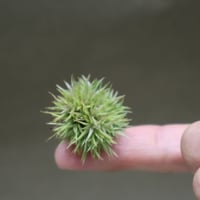 アエラントス  テディベア 48号