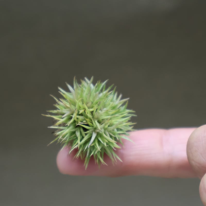アエラントス テディベア 48号 | air-plants TENGU-DO アエラントス テディベア 48号 | air-plants TENGU-DO