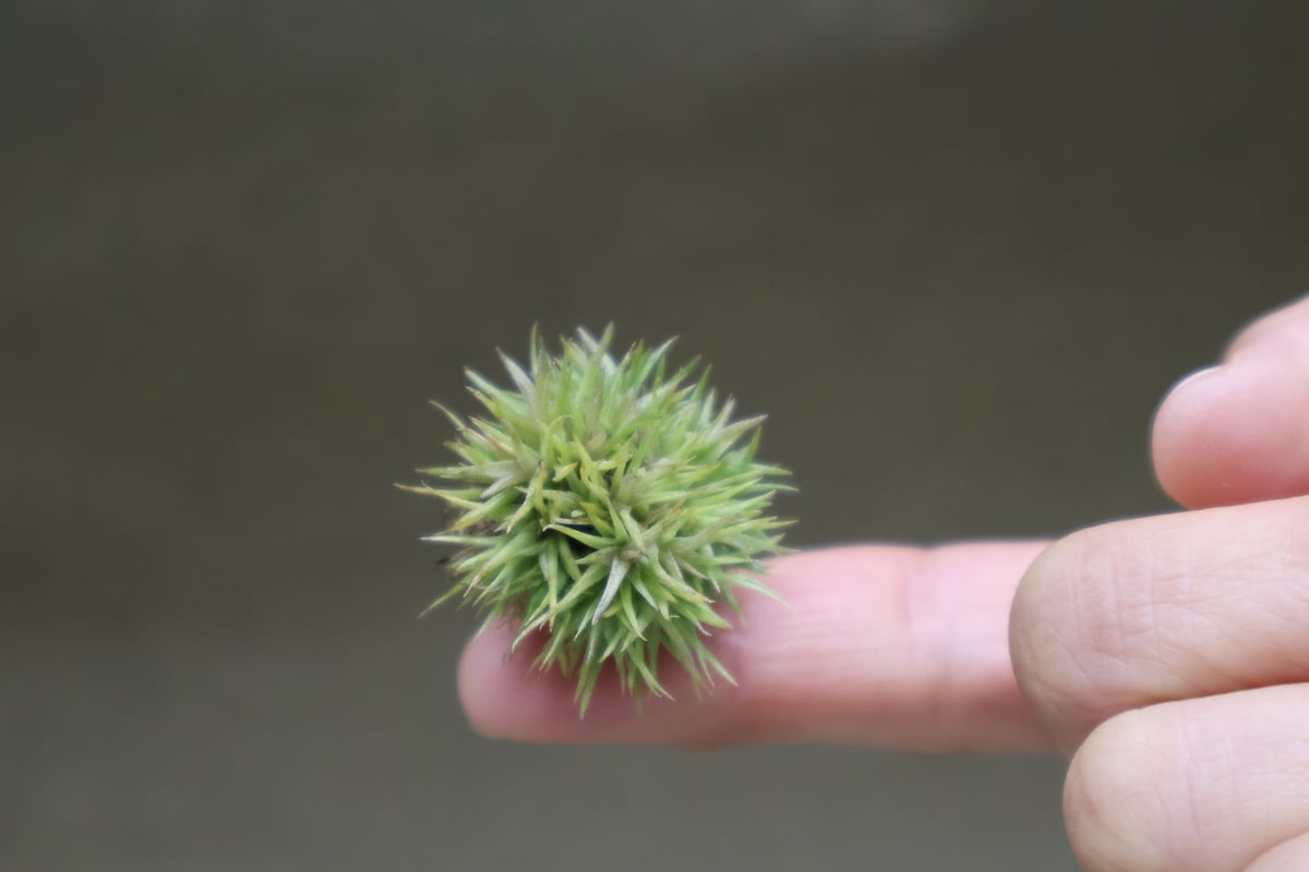 アエラントス テディベア 48号 | air-plants TENGU-DO