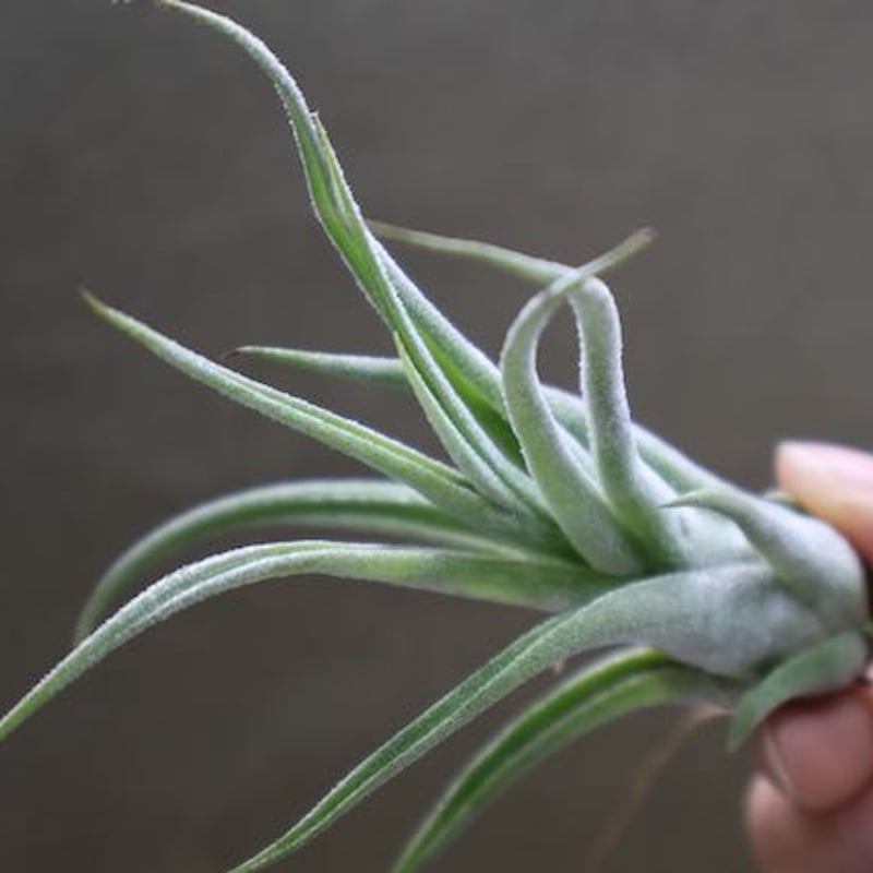 セレリアナ ×ストレプトフィラ Sサイズ04号 | air-plants TENGU-DO