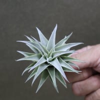 ハリシー × キセログラフィカ 01号 | air-plants TENGU-DO