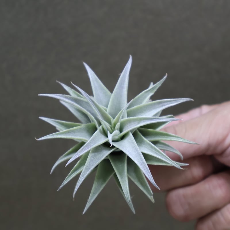 エディシアエ 66号 | air-plants TENGU-DO