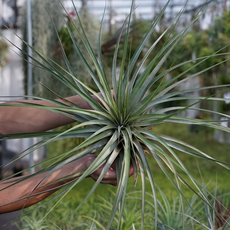 スタッフ特選】ファシクラータ・ロツンダータ 大株 | air-plants TENGU-DO