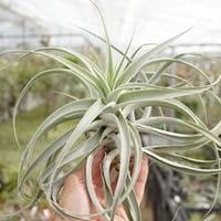 ベストインクラス （ キセログラフィカ × ロシー ）08号 | air-plants