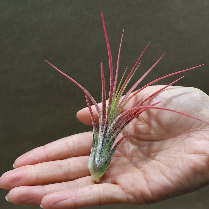 イオナンタ × プルイノーサ 03号 | air-plants TENGU-DO