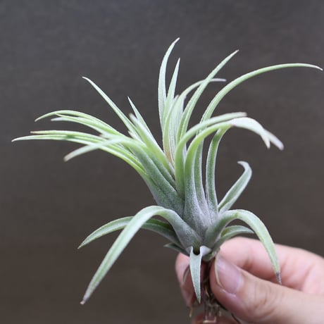 CATEGORY 品種名：I/J/K/L | air-plants TENGU-DO