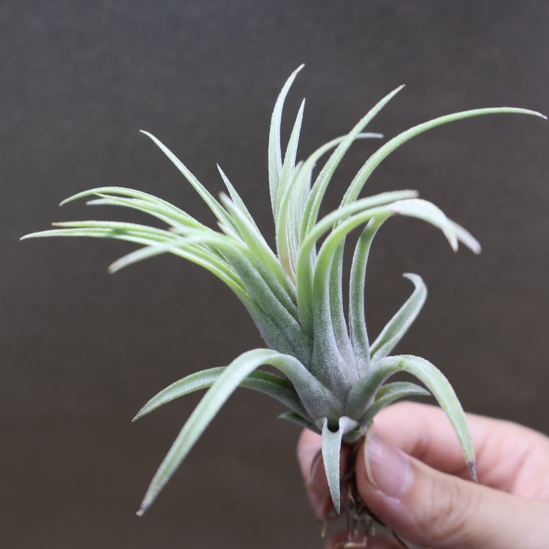 リオホンドエンシス × イオナンタ Sサイズ13号 | air-plants TENGU-DO