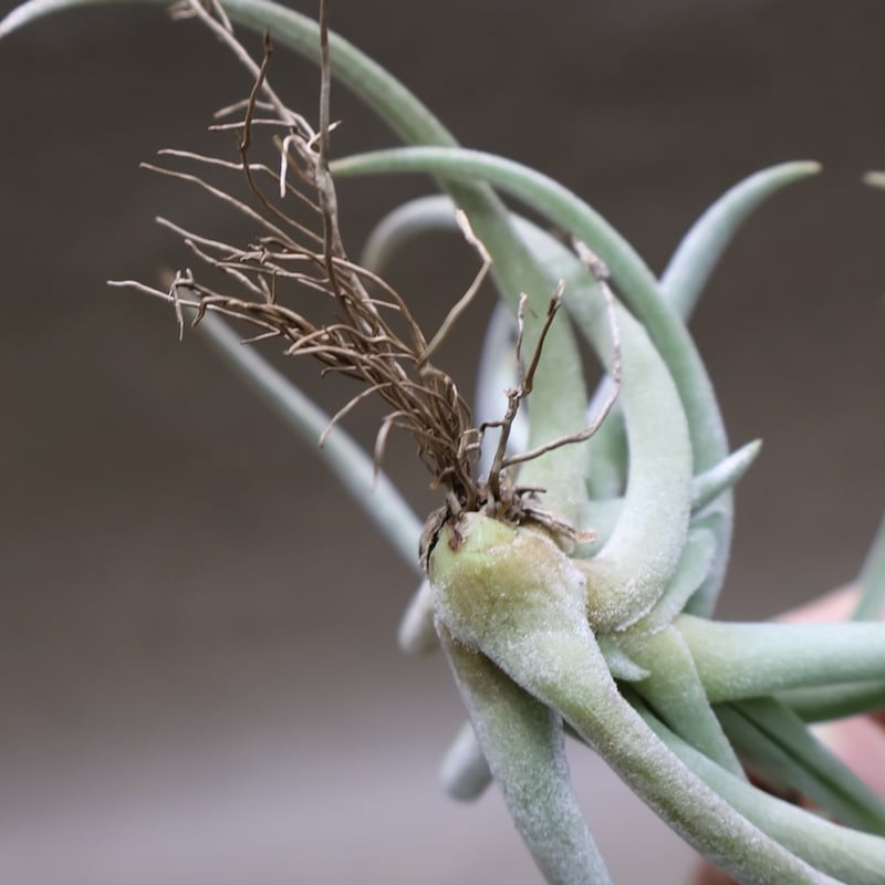 グラブリオール クランプ 21号 | air-plants TENGU-DO