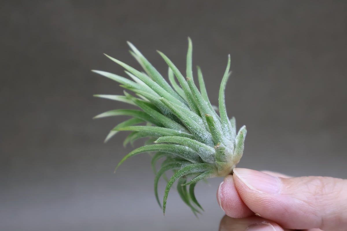 イオナンタ アルボマージナータ 40号 | air-plants TENGU-DO