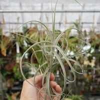 カピタータ シルバーローズ Sサイズ 28号 | air-plants TENGU-DO