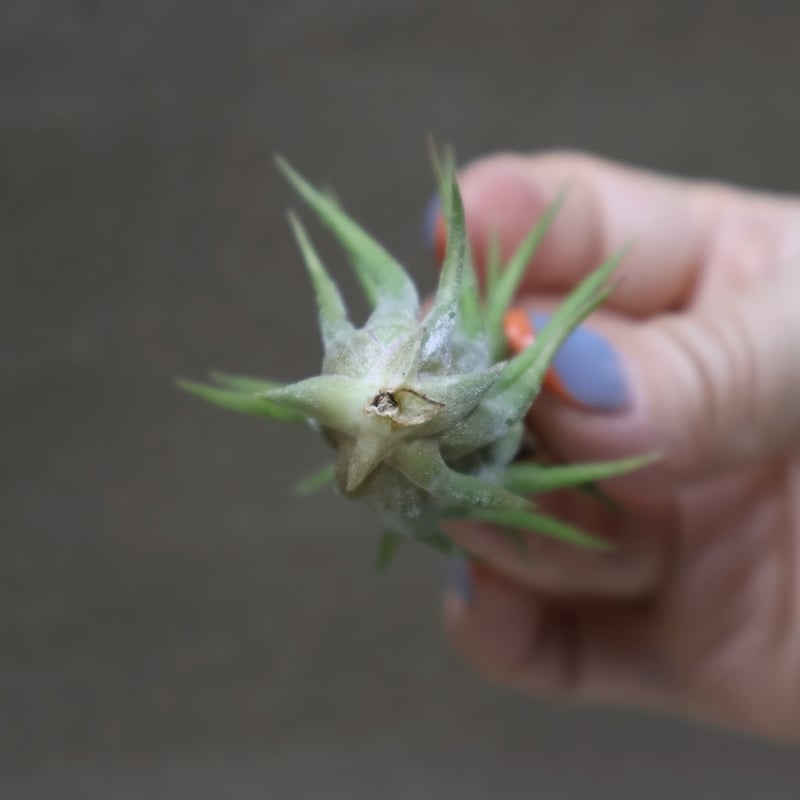 イオナンタ トールベルベット 05号 | air-plants TENGU-DO