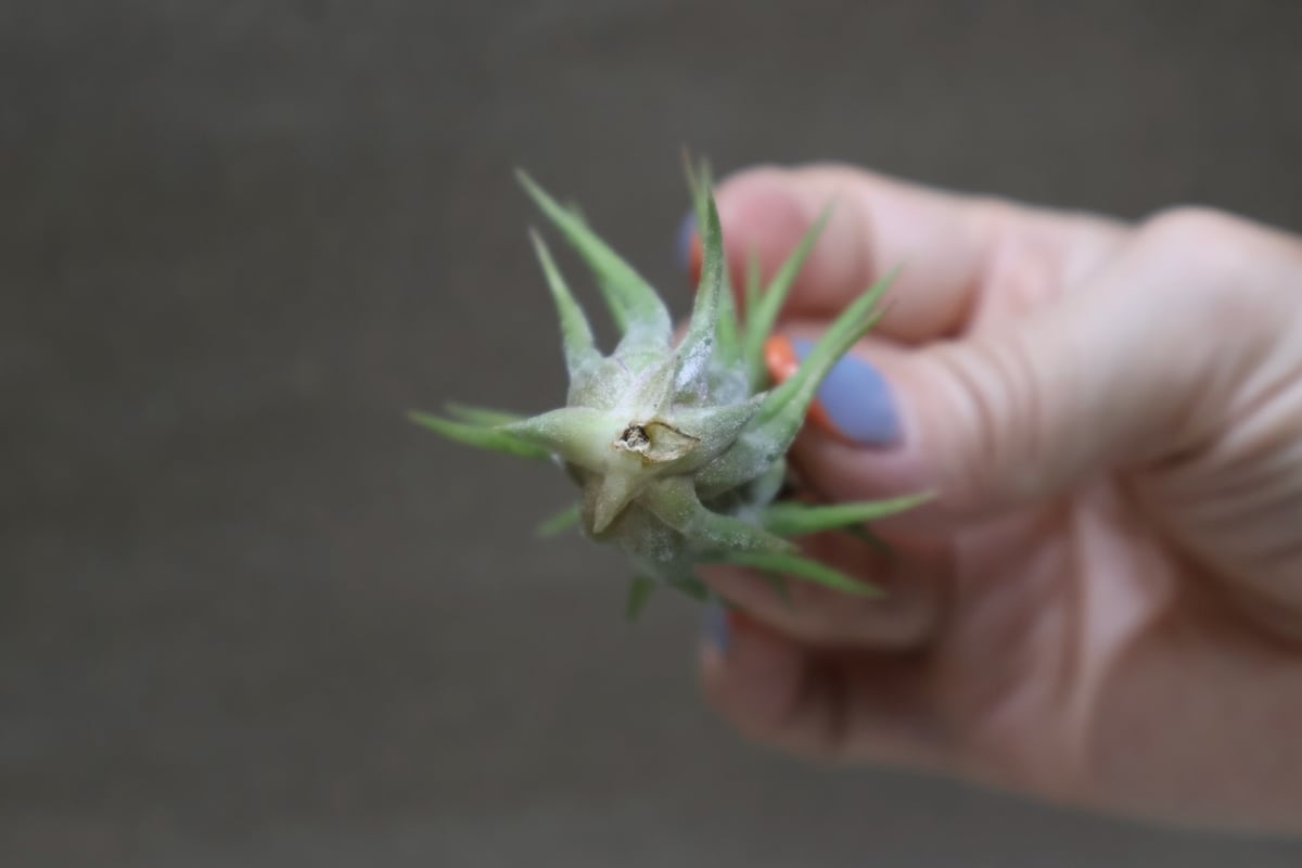 イオナンタ トールベルベット 05号 | air-plants TENGU-DO