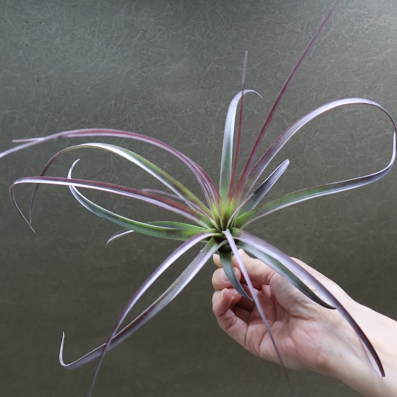 ヘザーズブラッシュ（ ブラキカウロス × エクセルタ ）27号 | air