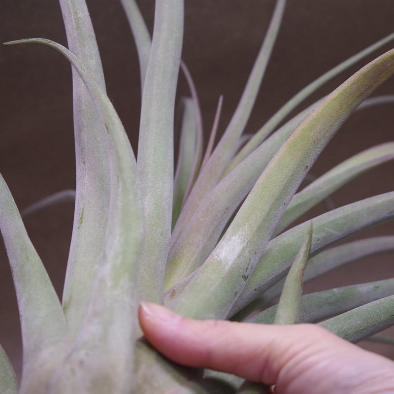 カピタータ×ストレプトフィラ Lサイズ 12号 | air-plants TENGU-DO