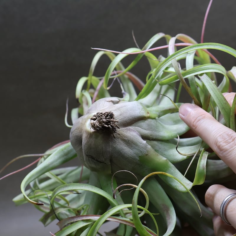 ブラキカウロス×ストレプトフィラ 76号 | air-plants TENGU-DO