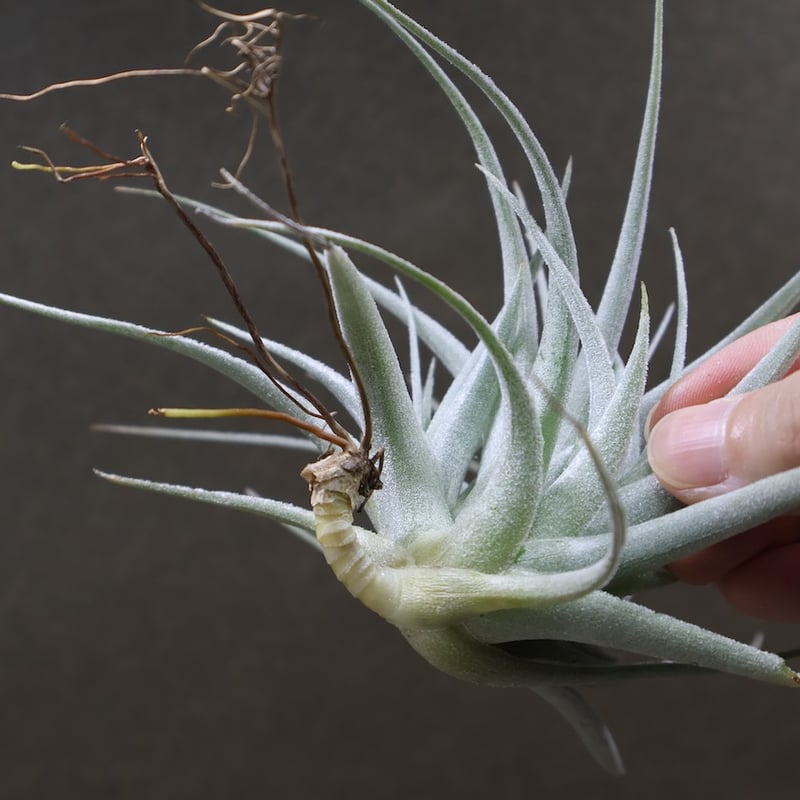 レクルビフォリア サブセクンディフォリア 21号 | air-plants TENGU-DO