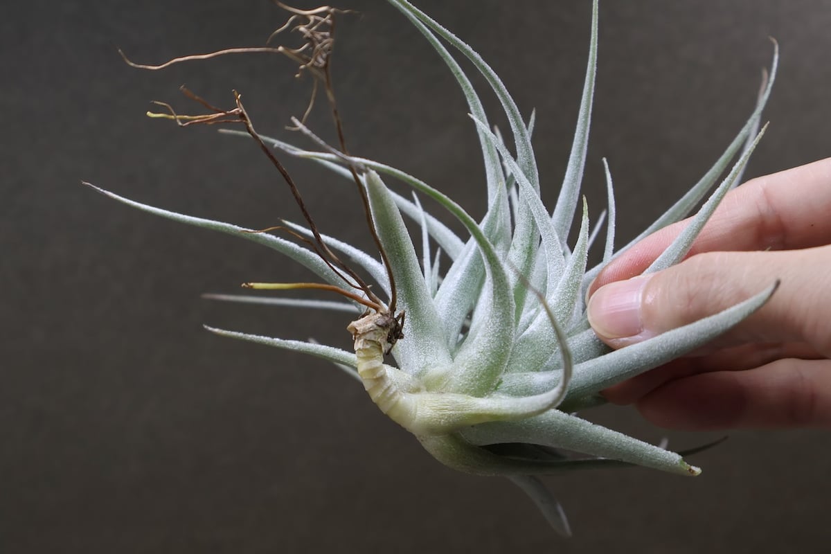 レクルビフォリア サブセクンディフォリア 21号 | air-plants TENGU-DO