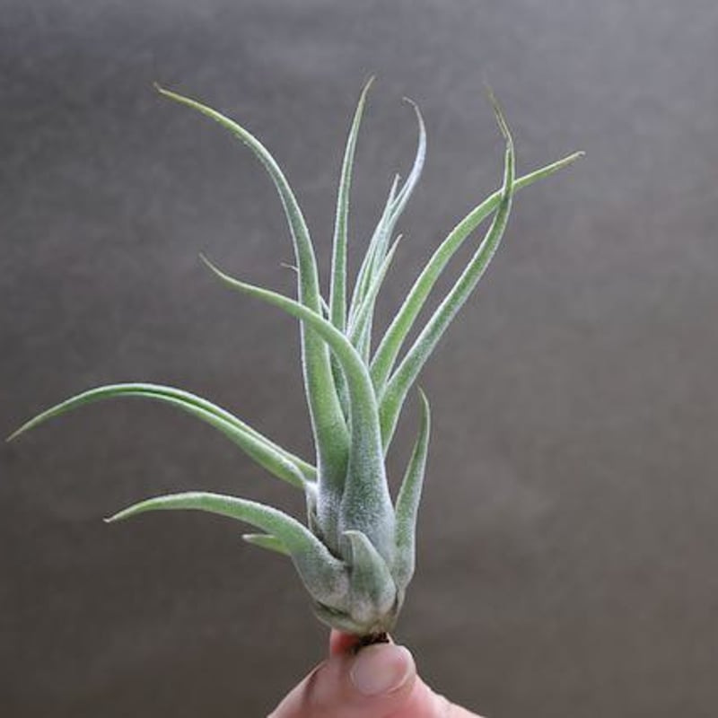 セレリアナ ×ストレプトフィラ Sサイズ04号 | air-plants TENGU-DO