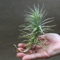 イオナンタ スノーボール 01号 | air-plants TENGU-DO