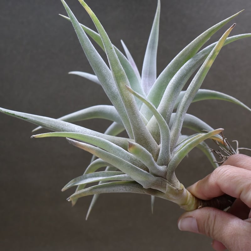 ホンジュレンシス 08号 | air-plants TENGU-DO