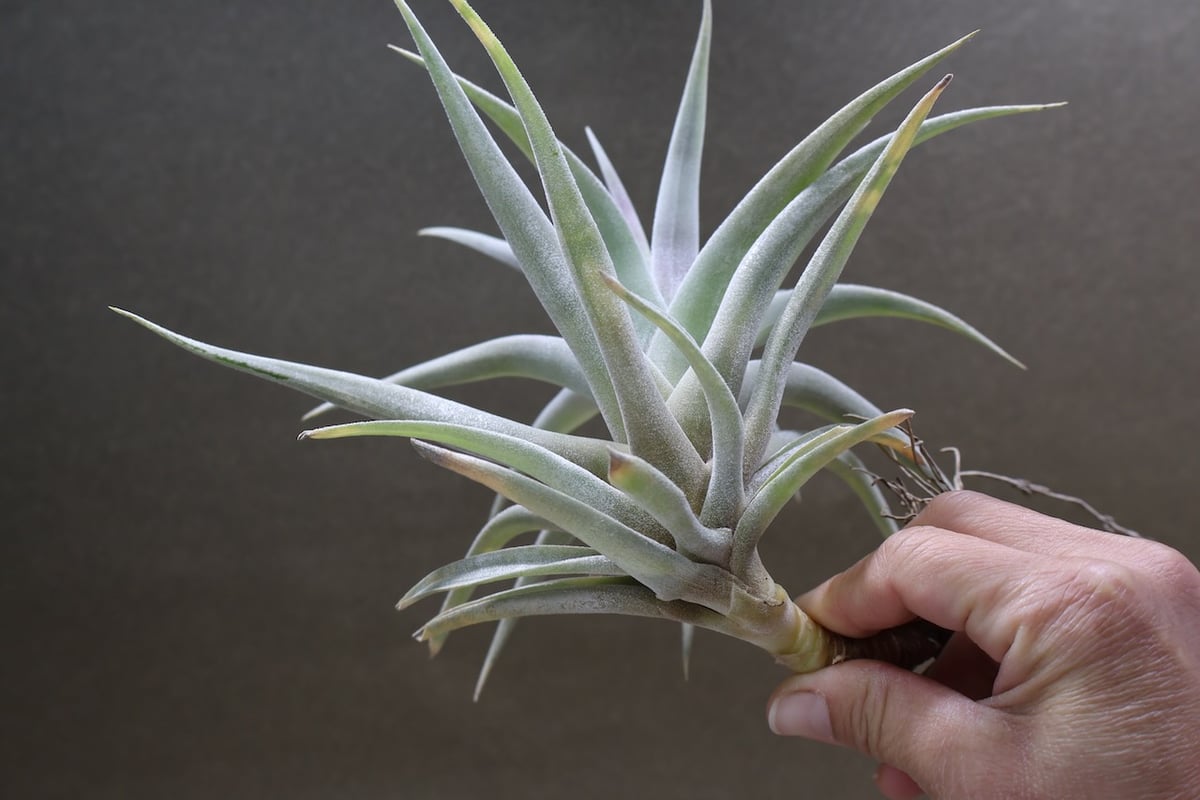 ホンジュレンシス 08号 | air-plants TENGU-DO