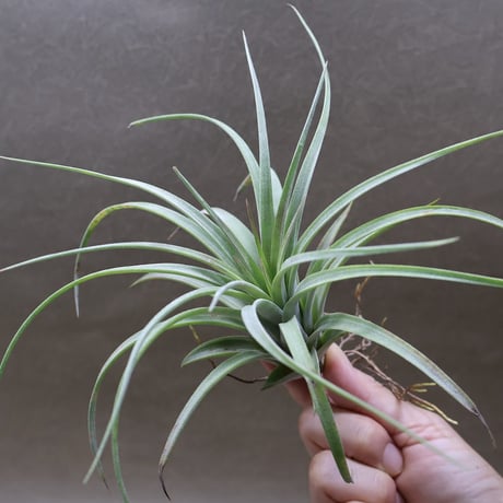 チランジア　Imbrogilo マザー株　ラスト苗 チランジア Imbrogilo マザー株 ラスト苗