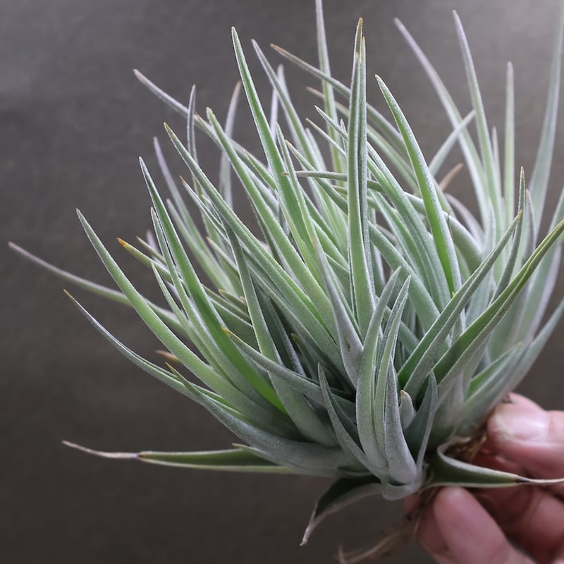 ベルメホエンシス 12号 | air-plants TENGU-DO