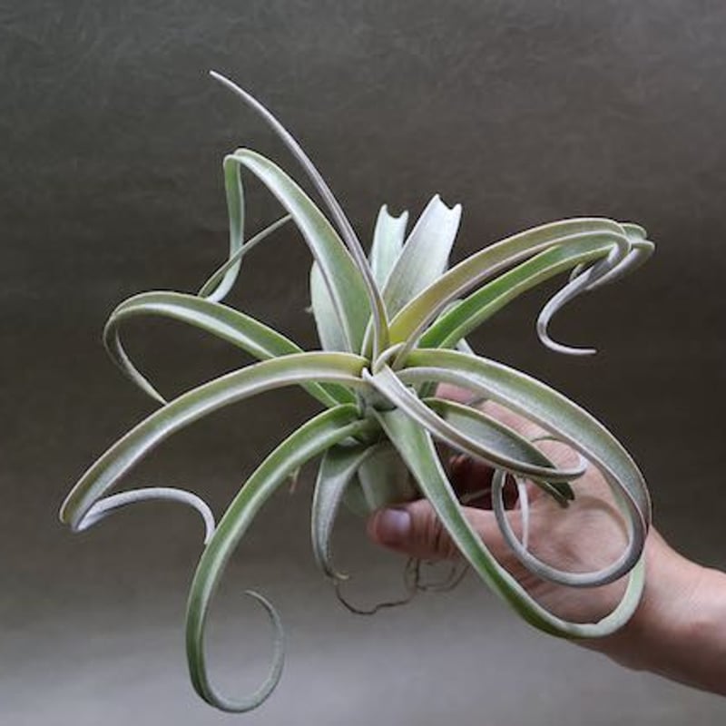 ベアコレアーレ × カプトメドーサエ ソノランスノー 04号 | air-plants
