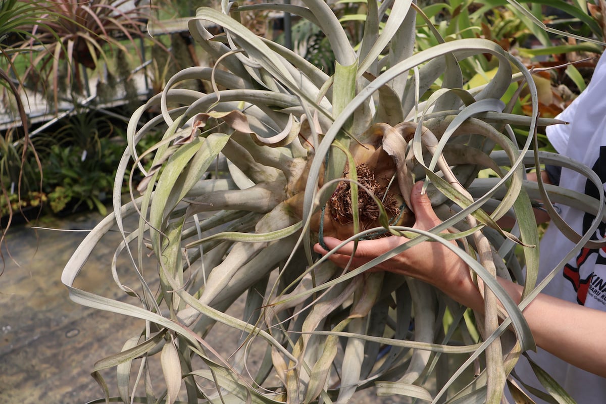 キセログラフィカ 特大3XLサイズ 06号 | air-plants TENGU-DO