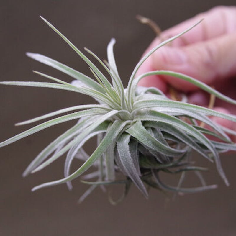 モーリアナ 20号 | air-plants TENGU-DO
