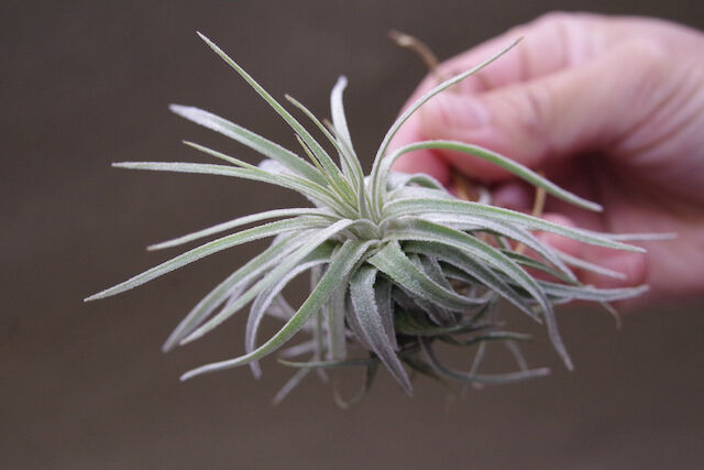 モーリアナ 20号 | air-plants TENGU-DO
