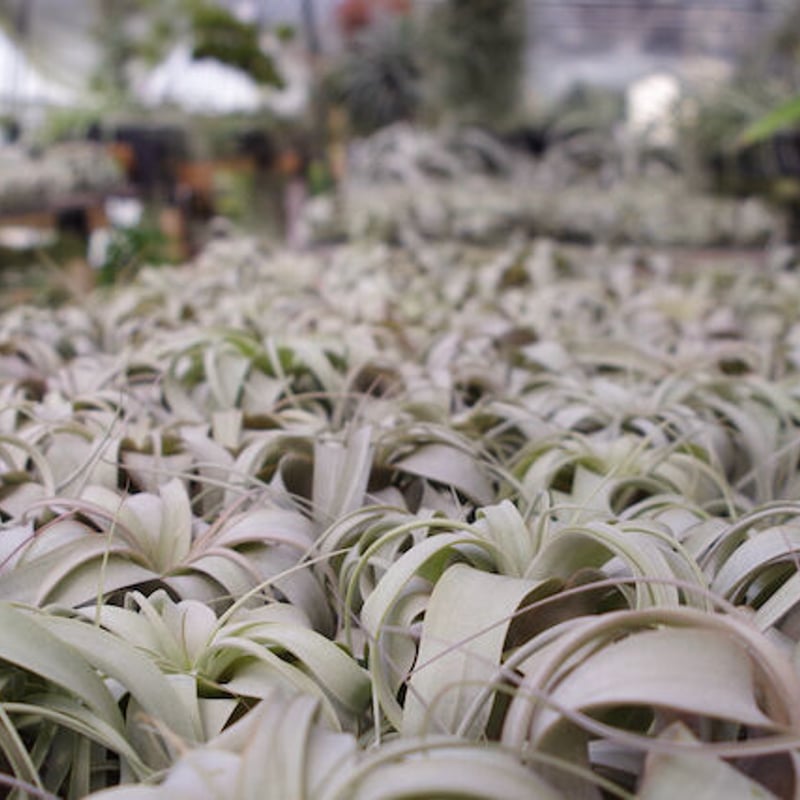 キセログラフィカ Lサイズ | air-plants TENGU-DO キセログラフィカ Lサイズ | air-plants TENGU-DO