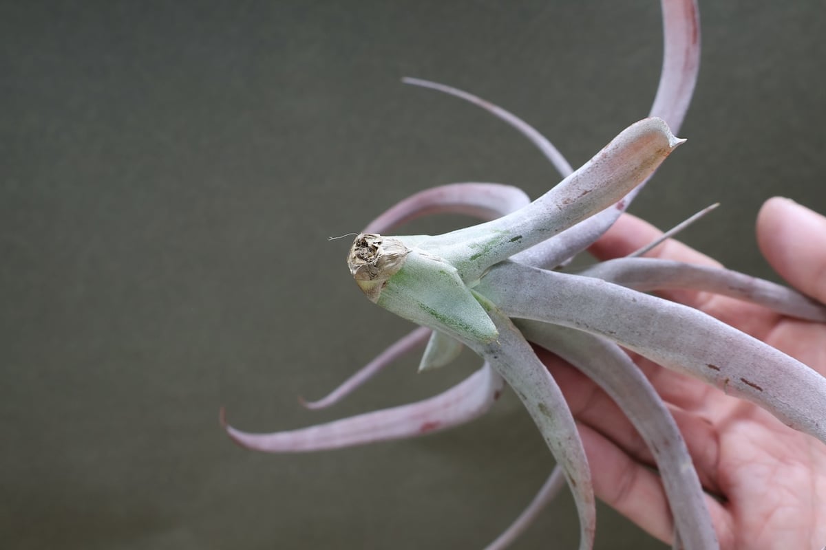 ココナッツグローブ（ チアペンシス × カピタータレッド ) 12号