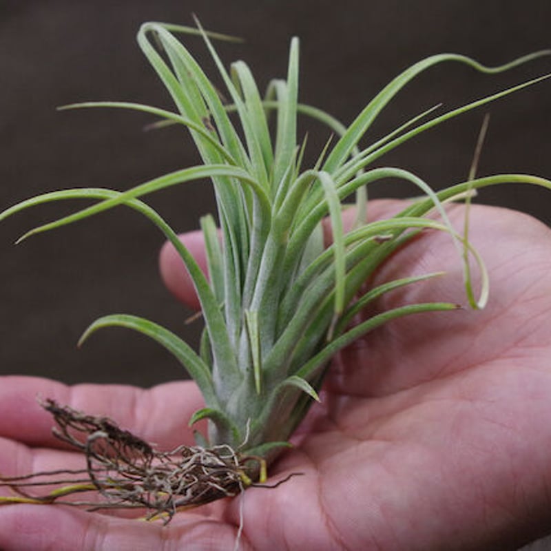 ローランドゴッセリニー × イオナンタギガンテ 02号 | air-plants TENGU-DO