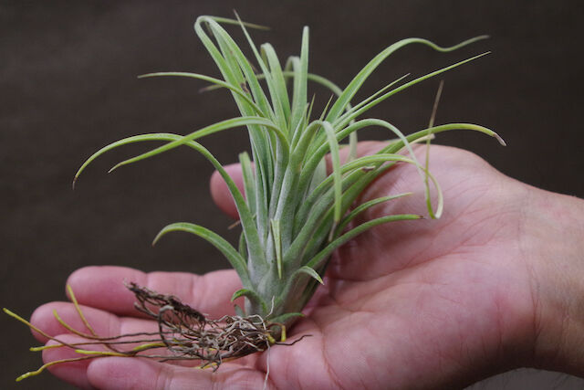 ローランドゴッセリニー × イオナンタギガンテ 02号 | air-plants TENGU-DO