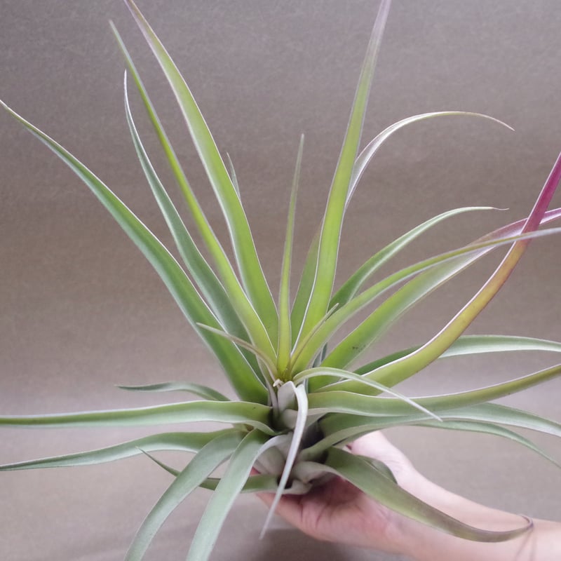 カピタータ×ストレプトフィラ Lサイズ 12号 | air-plants TENGU-DO